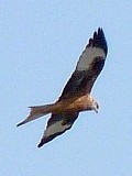 March birding day trips in Madrid - observations